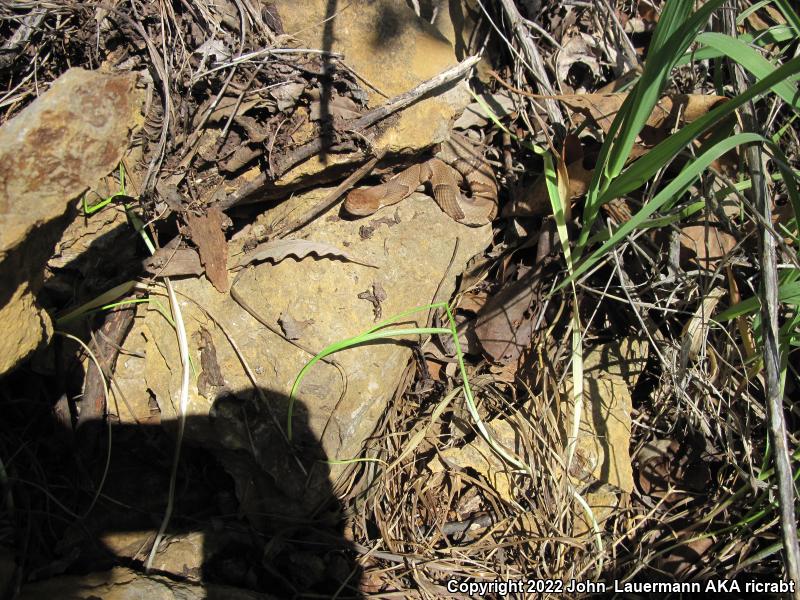 Osage Copperhead (Agkistrodon contortrix phaeogaster)