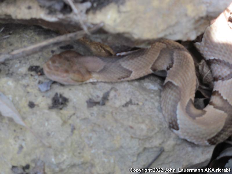 Osage Copperhead (Agkistrodon contortrix phaeogaster)