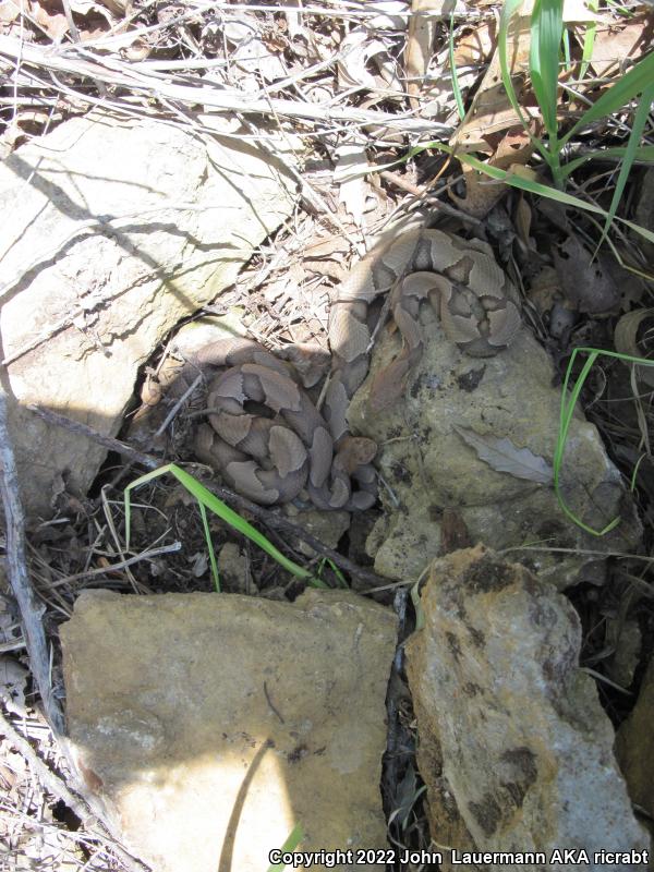 Osage Copperhead (Agkistrodon contortrix phaeogaster)