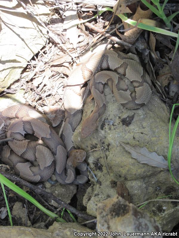 Osage Copperhead (Agkistrodon contortrix phaeogaster)