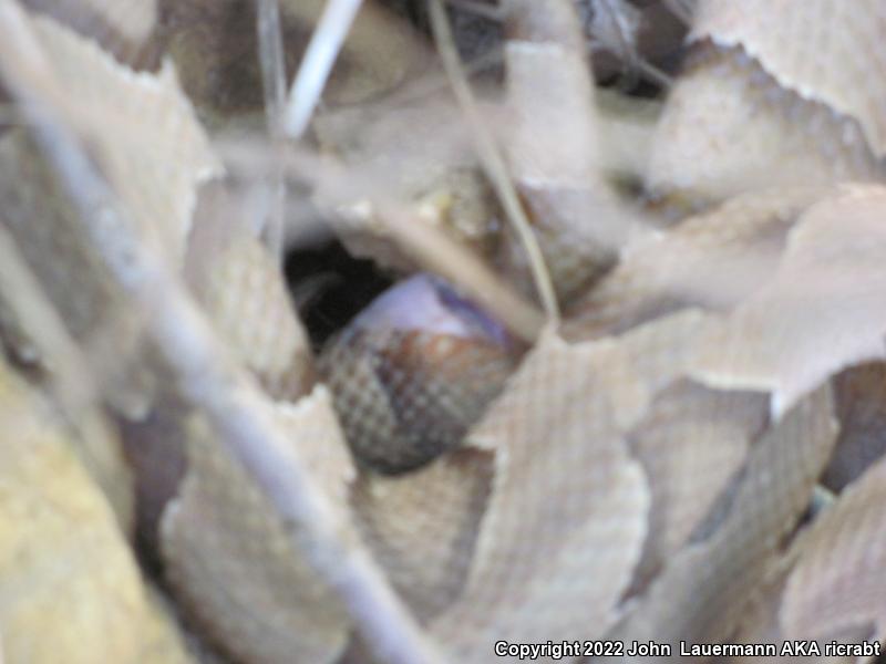 Osage Copperhead (Agkistrodon contortrix phaeogaster)