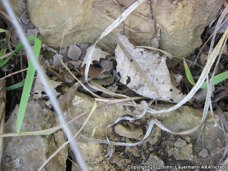 Osage Copperhead (Agkistrodon contortrix phaeogaster)