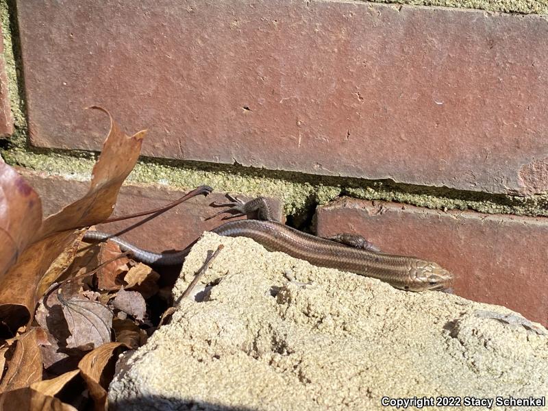 Five-lined Skink (Plestiodon fasciatus)