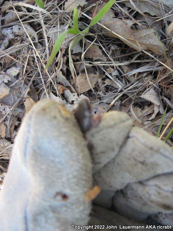 Western Narrow-mouthed Toad (Gastrophryne olivacea olivacea)