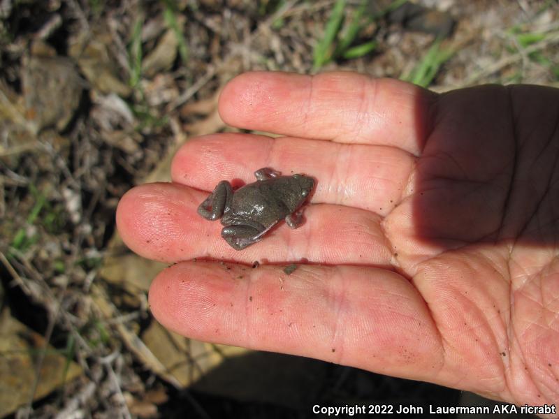 Western Narrow-mouthed Toad (Gastrophryne olivacea olivacea)