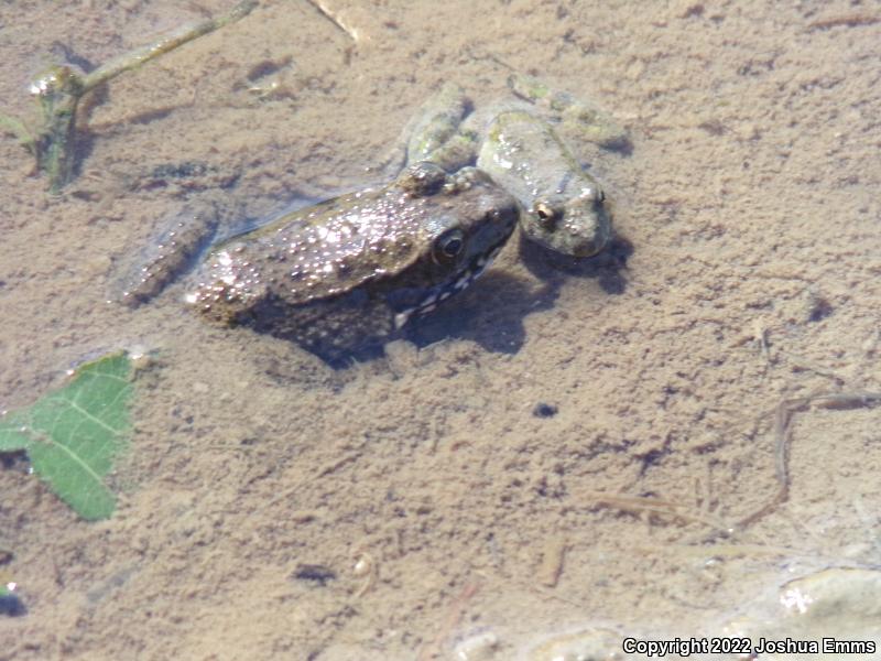 Bronze Frog (Lithobates clamitans clamitans)