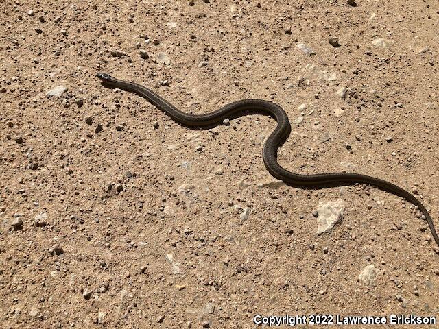 Wandering Gartersnake (Thamnophis elegans vagrans)