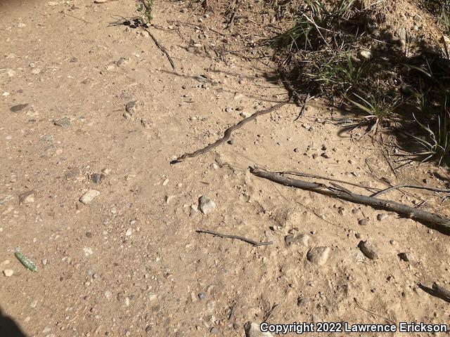 Wandering Gartersnake (Thamnophis elegans vagrans)