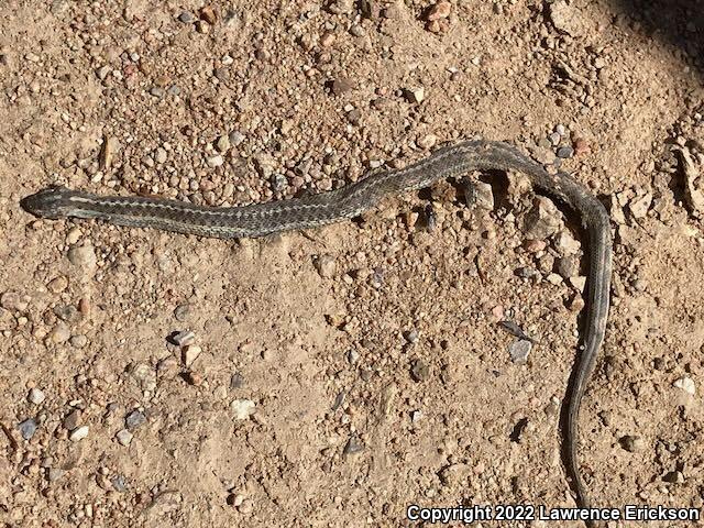 Wandering Gartersnake (Thamnophis elegans vagrans)