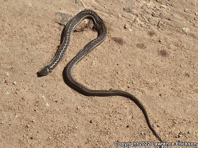 Wandering Gartersnake (Thamnophis elegans vagrans)