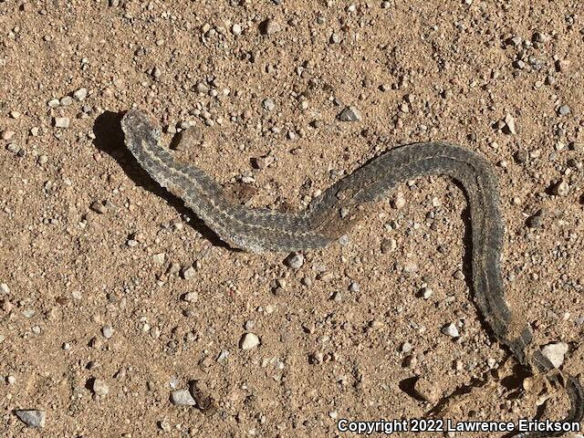 Wandering Gartersnake (Thamnophis elegans vagrans)