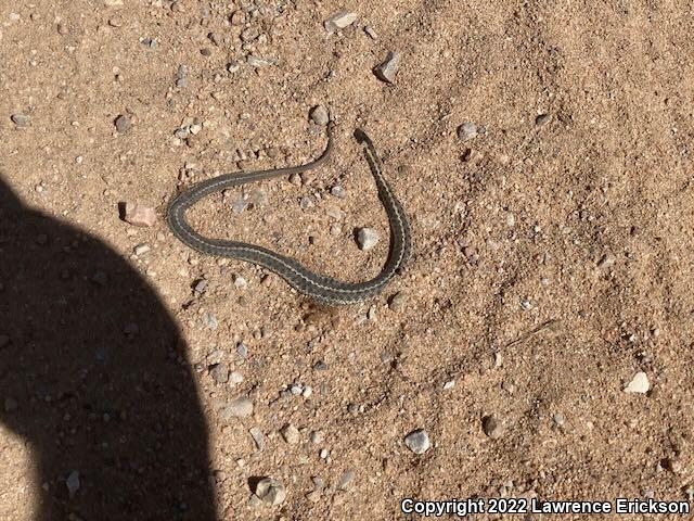 Wandering Gartersnake (Thamnophis elegans vagrans)