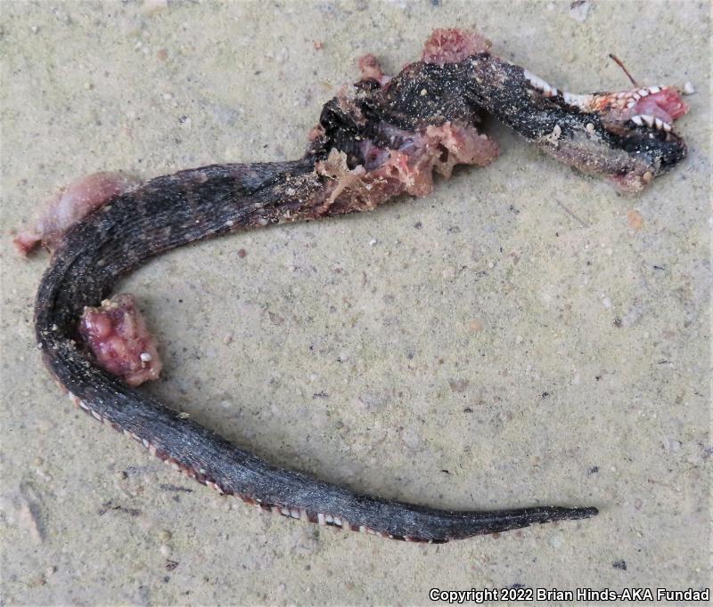 Southern Watersnake (Nerodia fasciata)