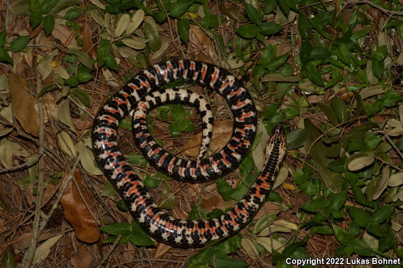 Eastern Mudsnake (Farancia abacura abacura)