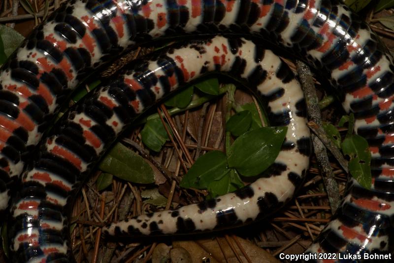 Eastern Mudsnake (Farancia abacura abacura)