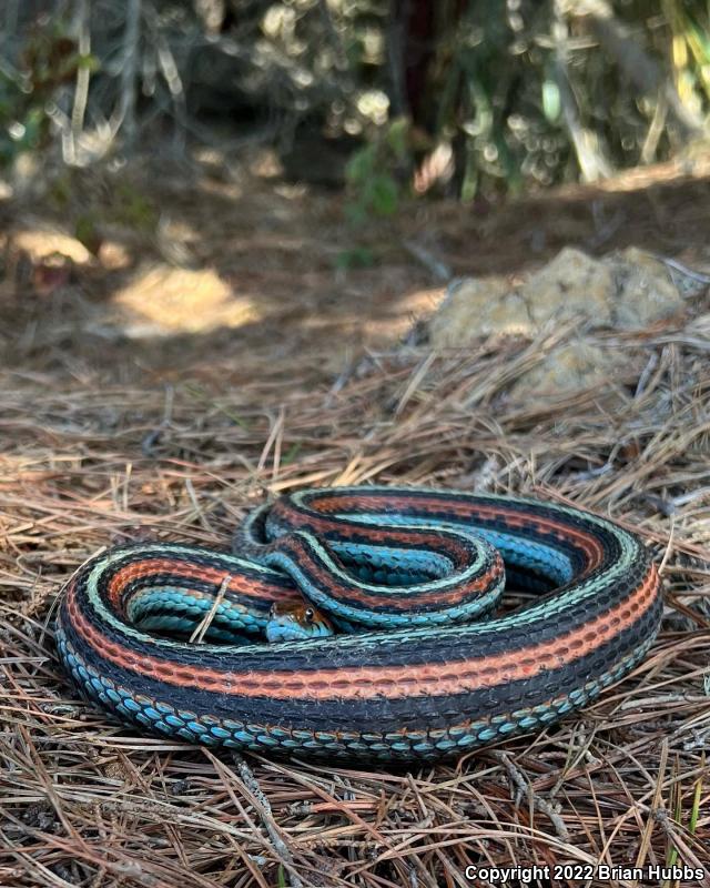 San Francisco Gartersnake (Thamnophis sirtalis tetrataenia)