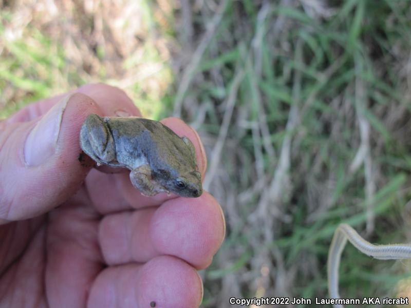 Western Narrow-mouthed Toad (Gastrophryne olivacea olivacea)