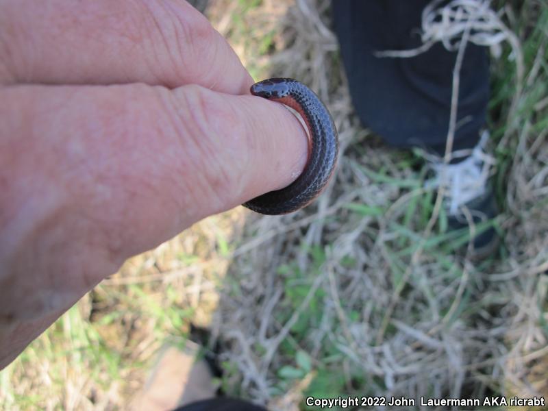 Western Wormsnake (Carphophis vermis)