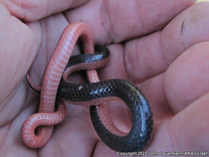 Western Wormsnake (Carphophis vermis)