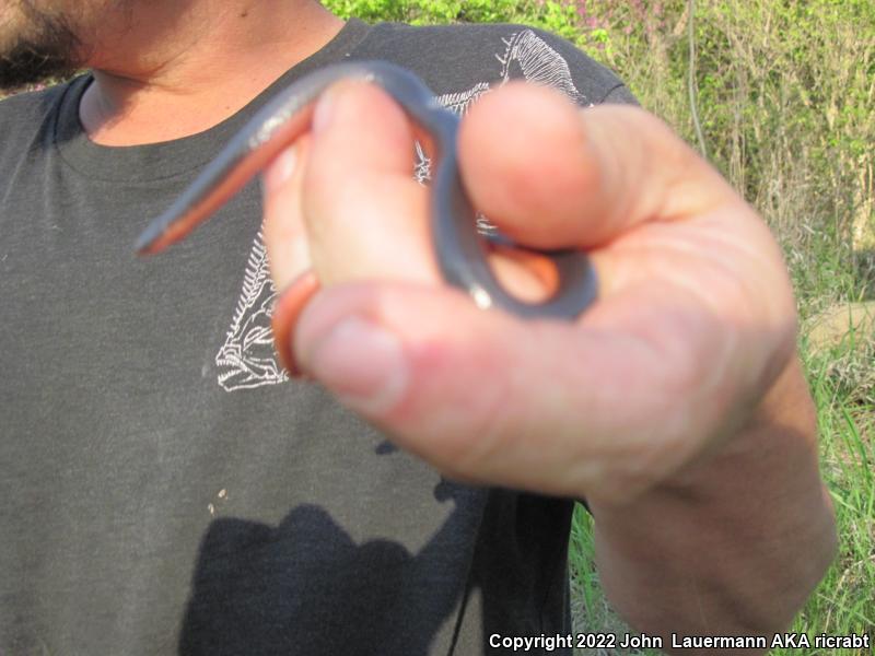 Western Wormsnake (Carphophis vermis)