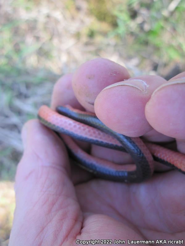 Western Wormsnake (Carphophis vermis)