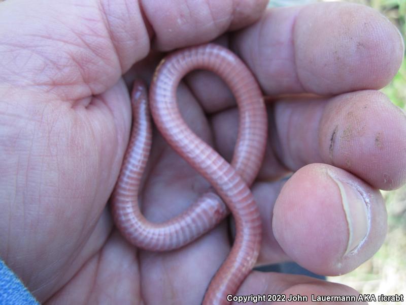 Western Wormsnake (Carphophis vermis)