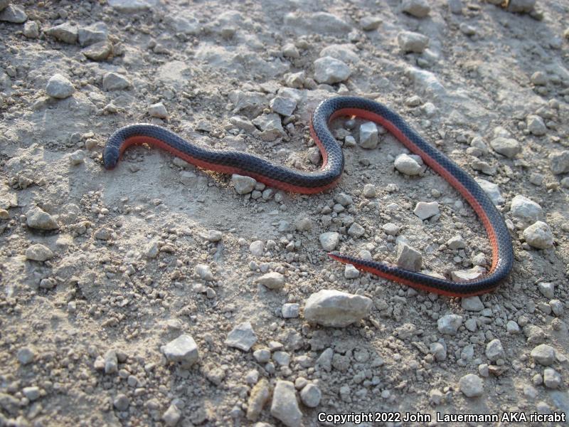 Western Wormsnake (Carphophis vermis)