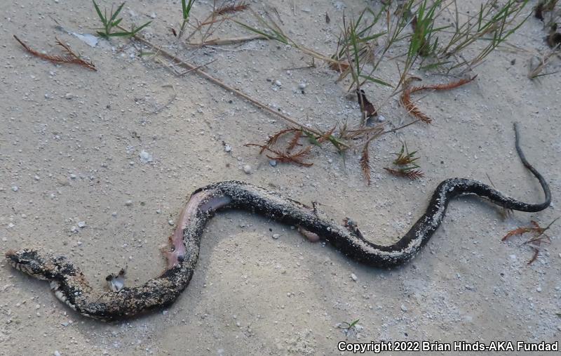 Southern Watersnake (Nerodia fasciata)