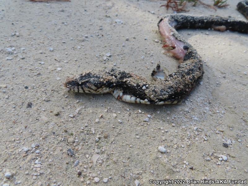 Southern Watersnake (Nerodia fasciata)