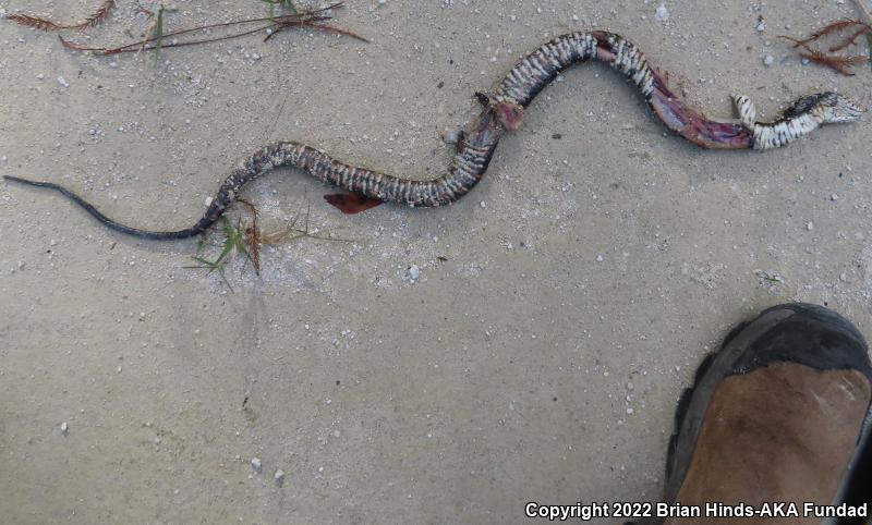 Southern Watersnake (Nerodia fasciata)