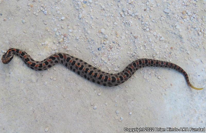 Dusky Pigmy Rattlesnake (Sistrurus miliarius barbouri)