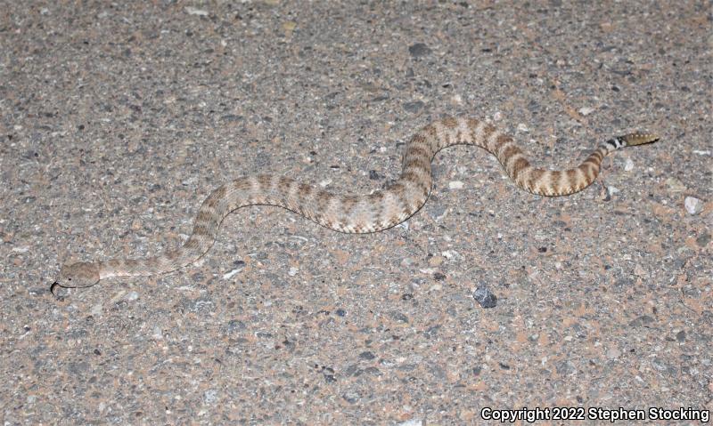 Southwestern Speckled Rattlesnake (Crotalus mitchellii pyrrhus)