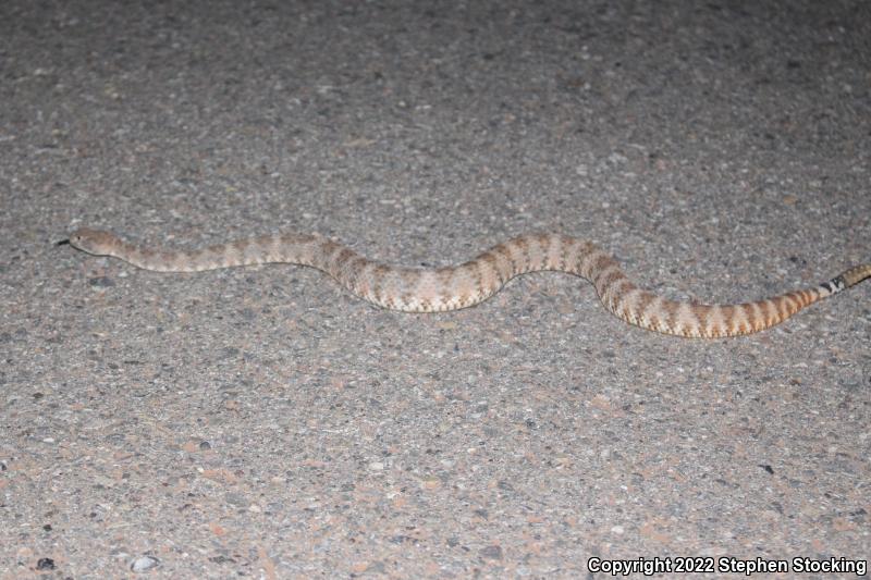 Southwestern Speckled Rattlesnake (Crotalus mitchellii pyrrhus)