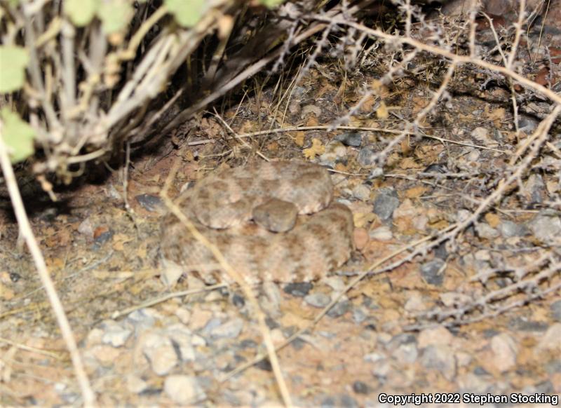 Southwestern Speckled Rattlesnake (Crotalus mitchellii pyrrhus)