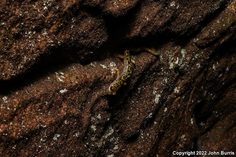 Green Salamander (Aneides aeneus)