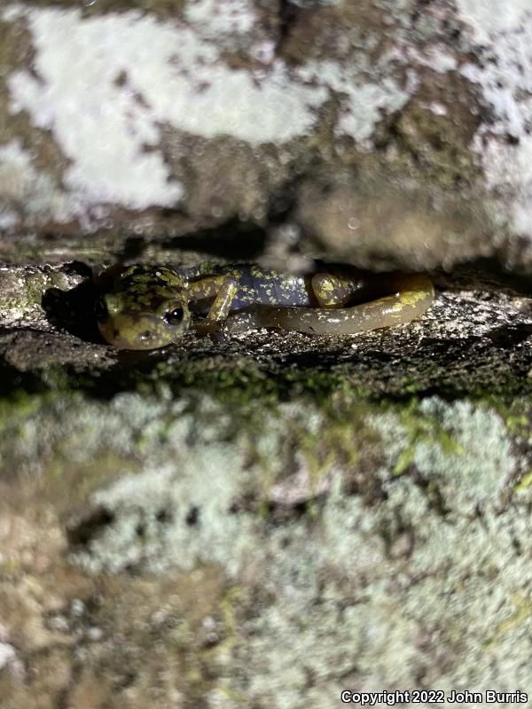 Green Salamander (Aneides aeneus)