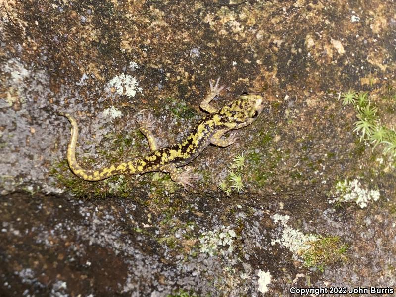 Green Salamander (Aneides aeneus)