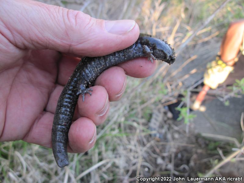 Small-mouthed Salamander (Ambystoma texanum)