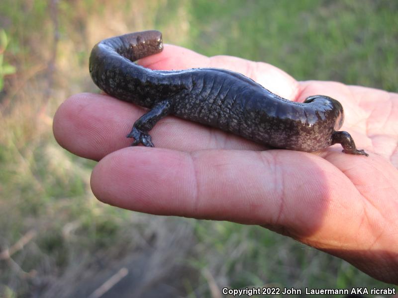 Small-mouthed Salamander (Ambystoma texanum)