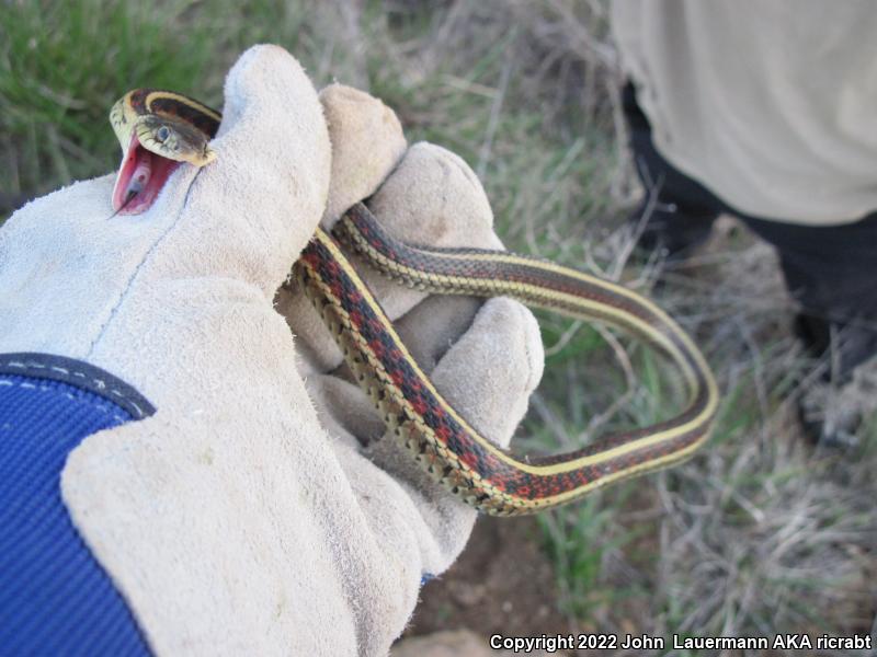 Red-sided Gartersnake (Thamnophis sirtalis parietalis)