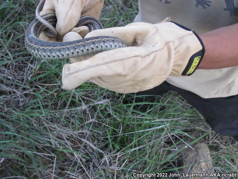 Red-sided Gartersnake (Thamnophis sirtalis parietalis)