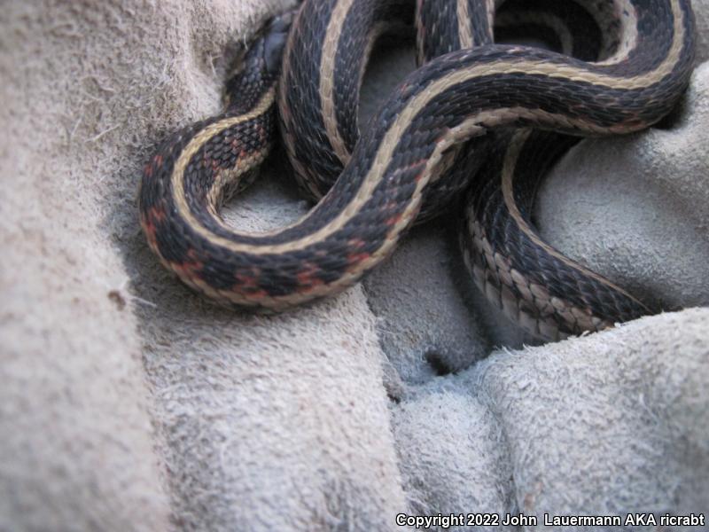 Red-sided Gartersnake (Thamnophis sirtalis parietalis)