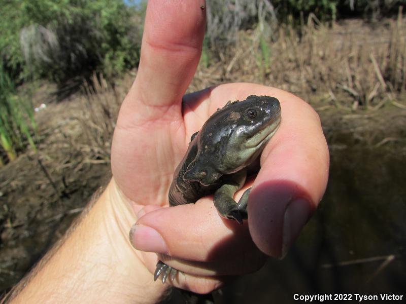 Arizona Tiger Salamander (Ambystoma mavortium nebulosum)