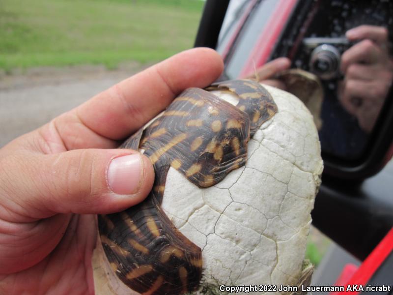 Ornate Box Turtle (Terrapene ornata ornata)