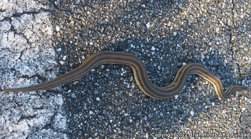 Gulf Saltmarsh Snake (Nerodia clarkii clarkii)