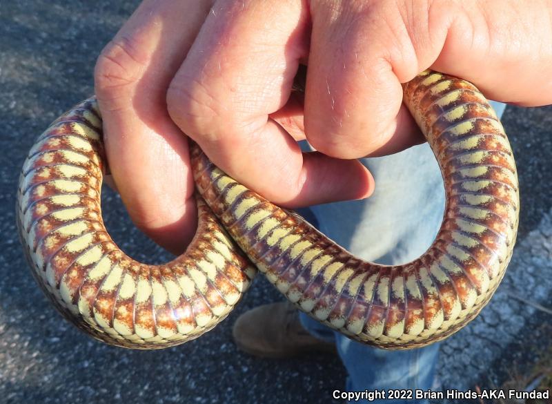 Gulf Saltmarsh Snake (Nerodia clarkii clarkii)