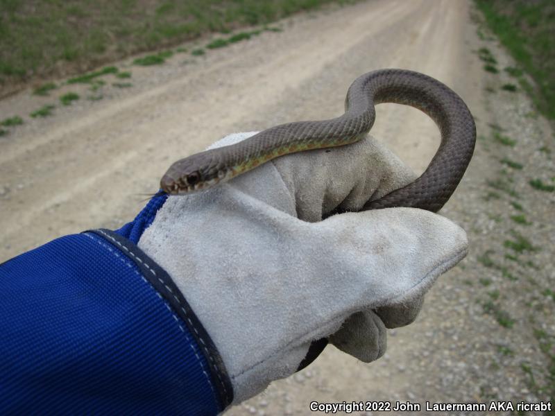 Eastern Yellow-bellied Racer (Coluber constrictor flaviventris)