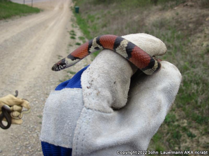 Red Milksnake (Lampropeltis triangulum syspila)