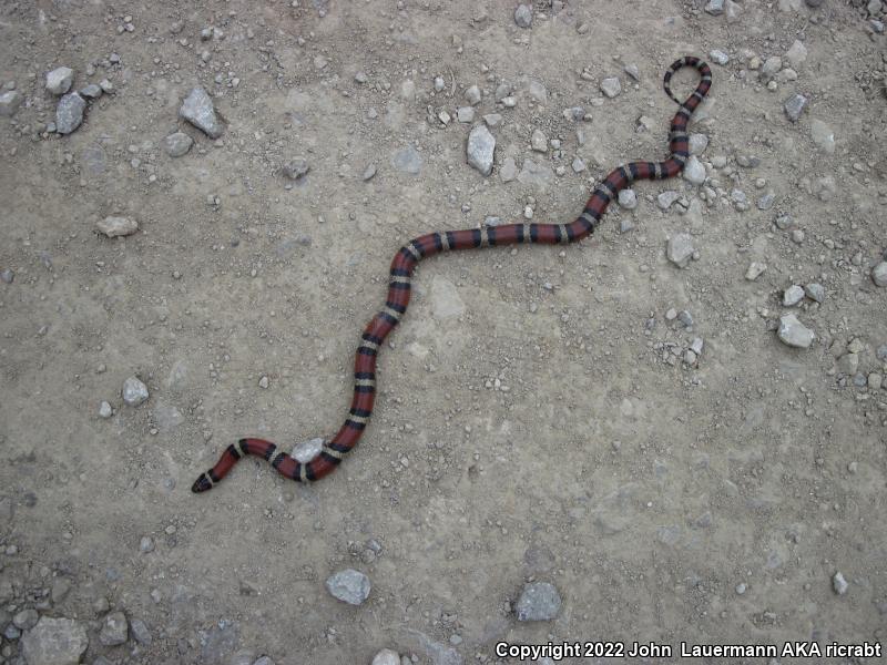 Red Milksnake (Lampropeltis triangulum syspila)