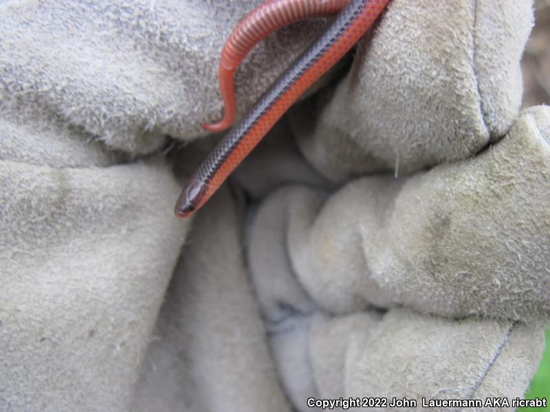 Western Wormsnake (Carphophis vermis)